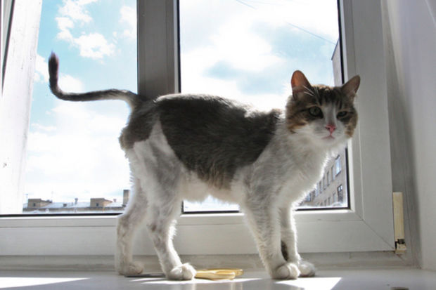 Rusiyada ev heyvanları iki həftə ərzində sahiblərinin cəsədlərini yeyiblər